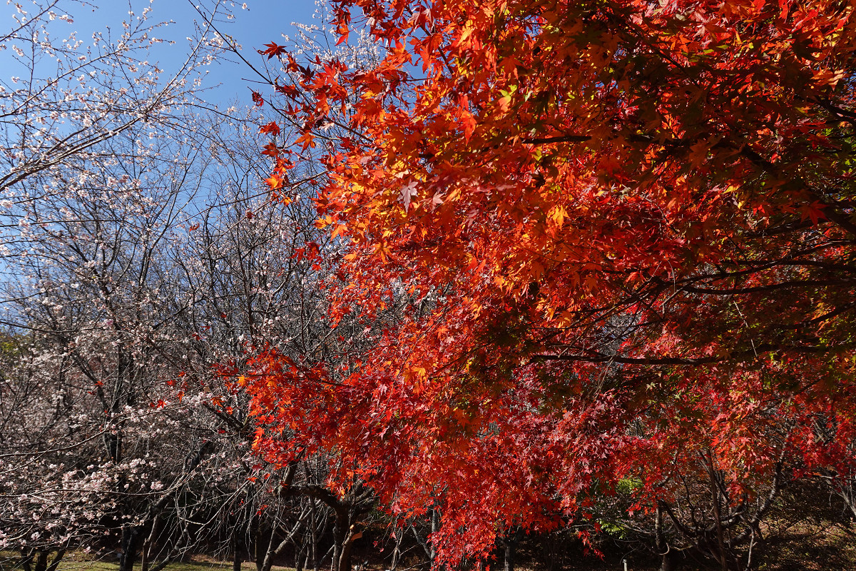 �T���l�C��29