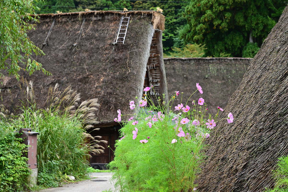 �T���l�C��08