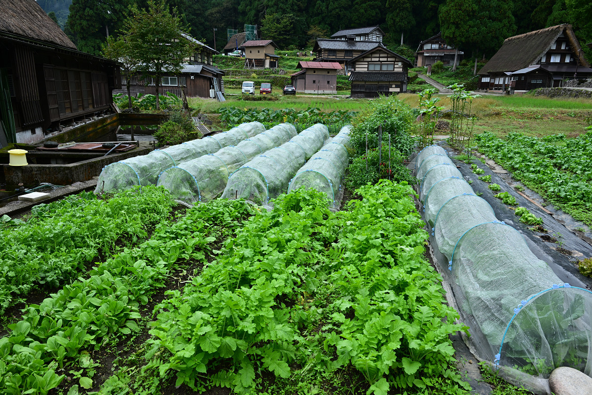 �T���l�C��09