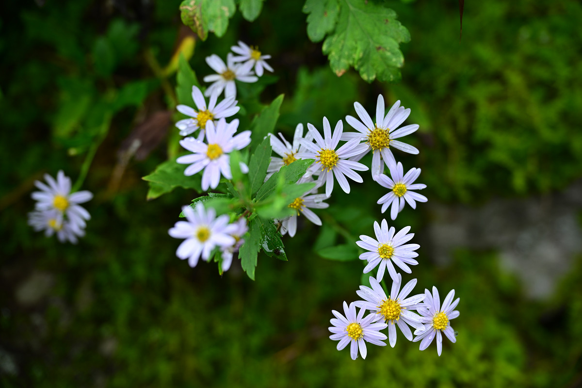 �T���l�C��13