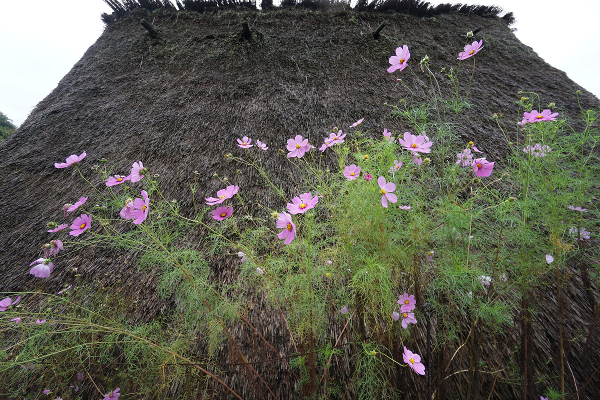 �T���l�C��16