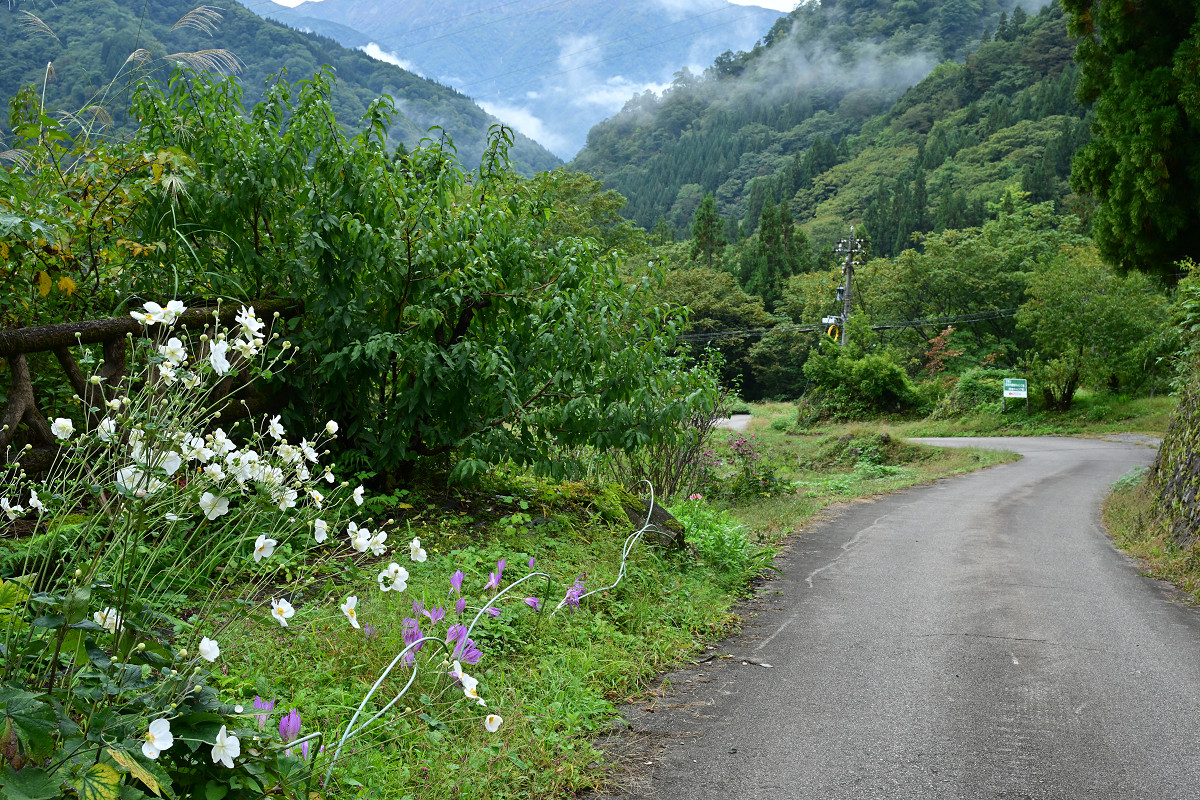 �T���l�C��20