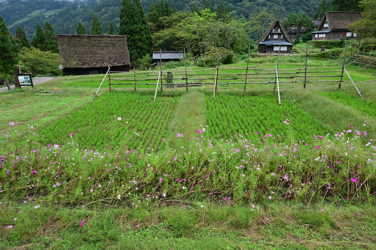 �T���l�C��21