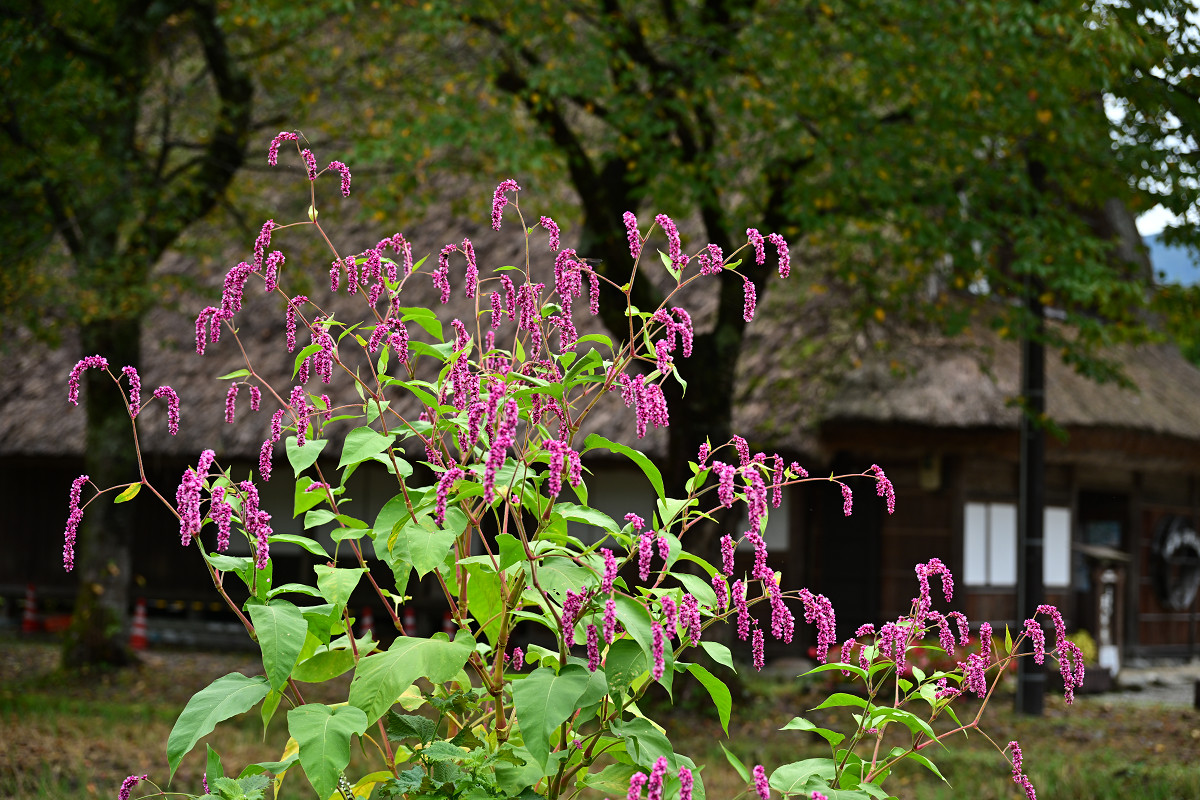 �T���l�C��25