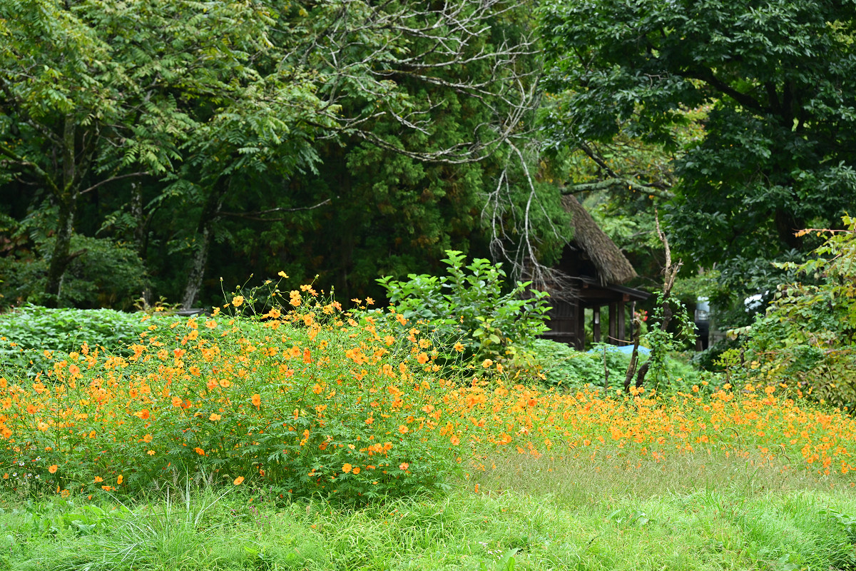 �T���l�C��27