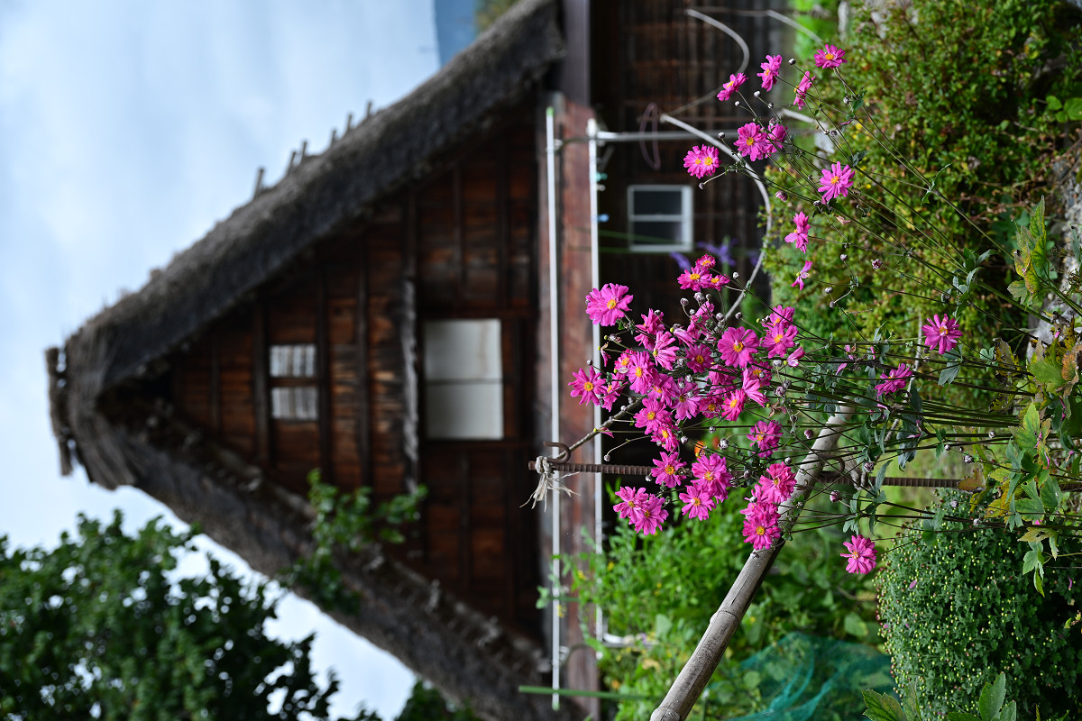 �T���l�C��34