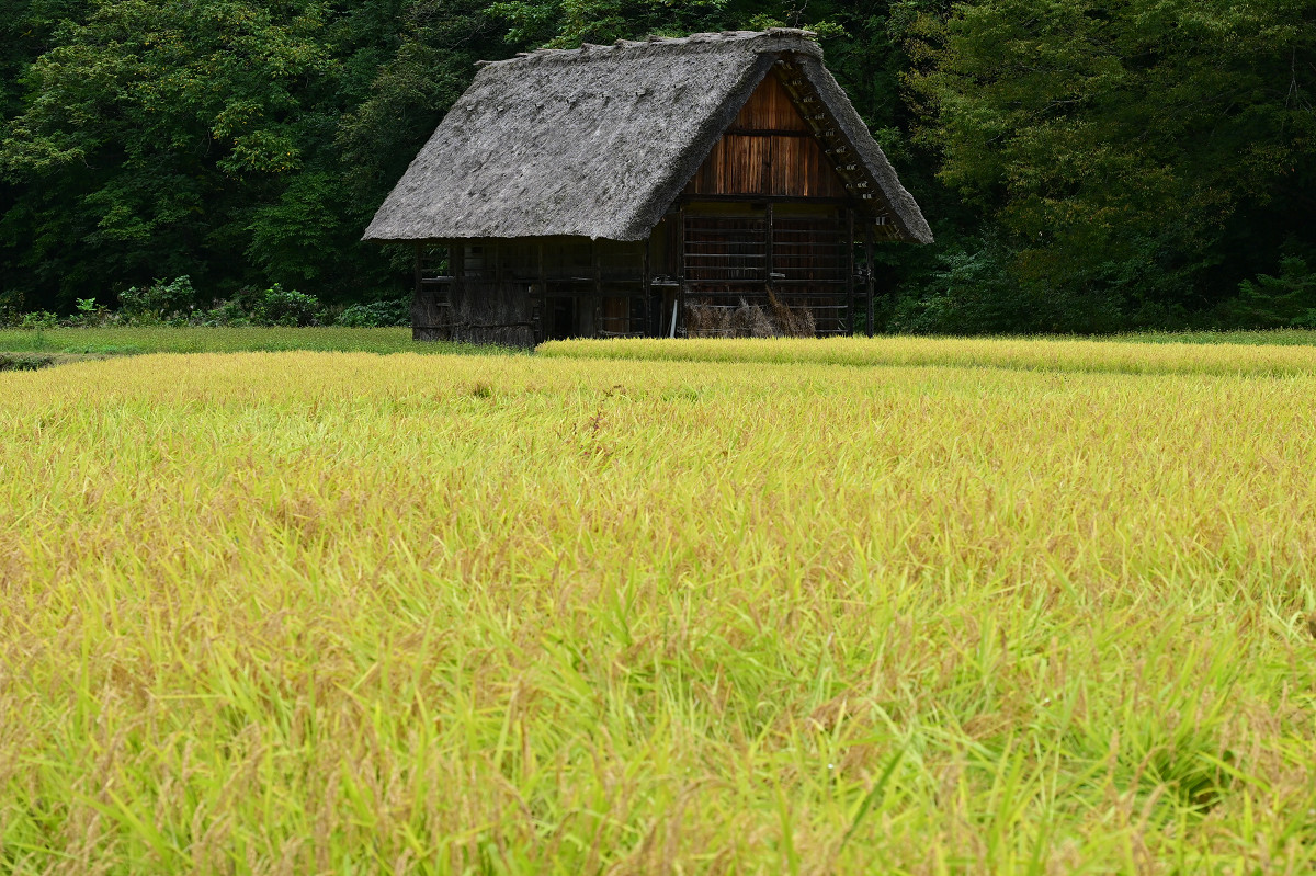 �T���l�C��41