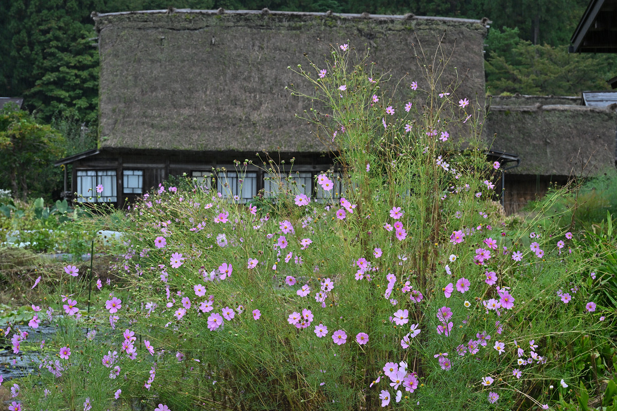 �T���l�C��43