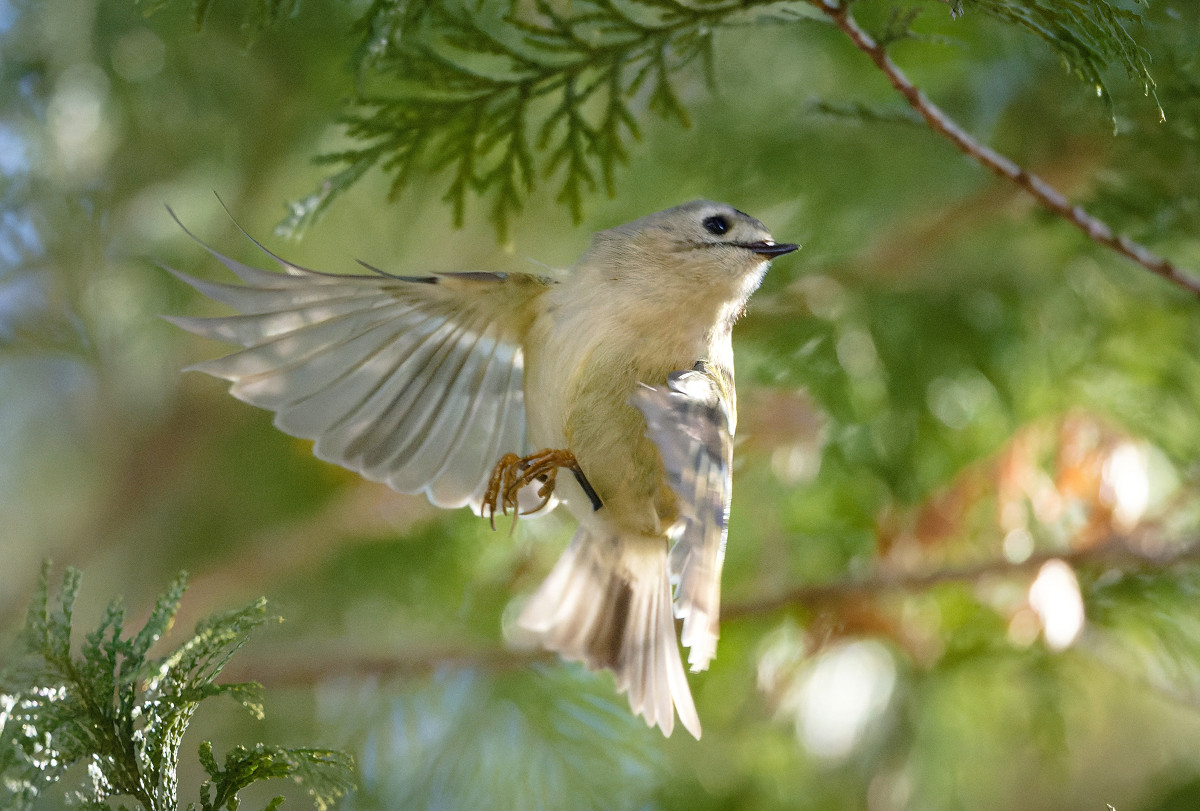 �T���l�C��02