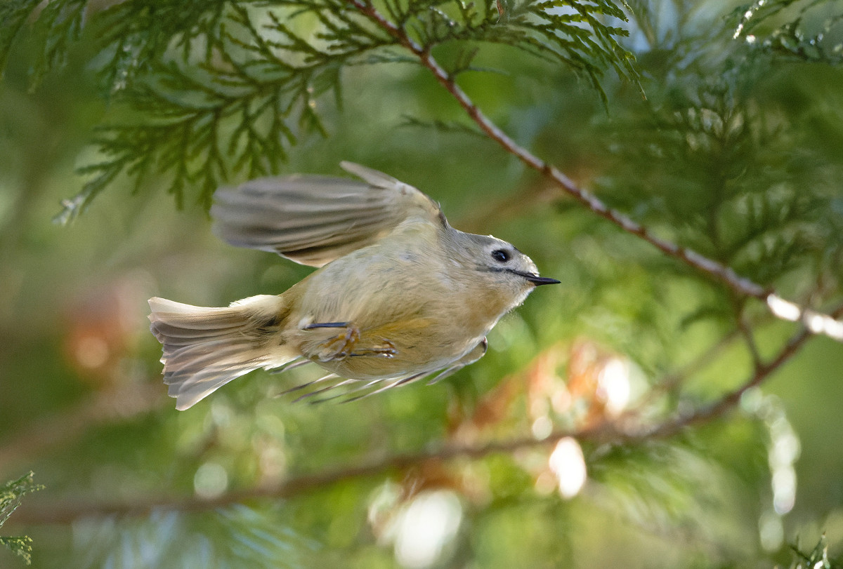 �T���l�C��03