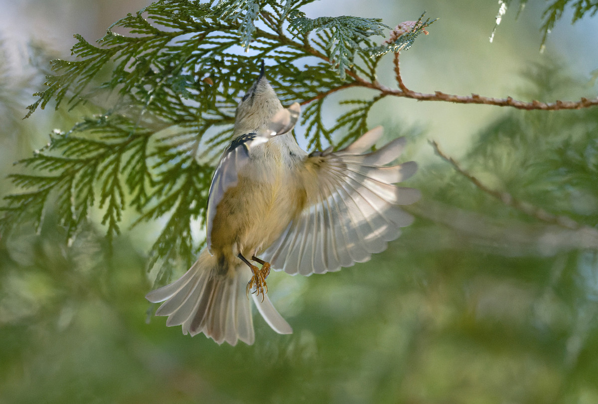 �T���l�C��04