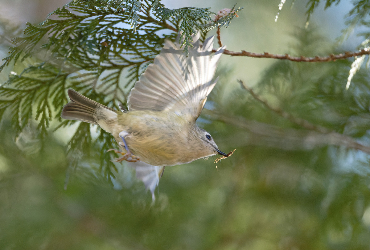 �T���l�C��06