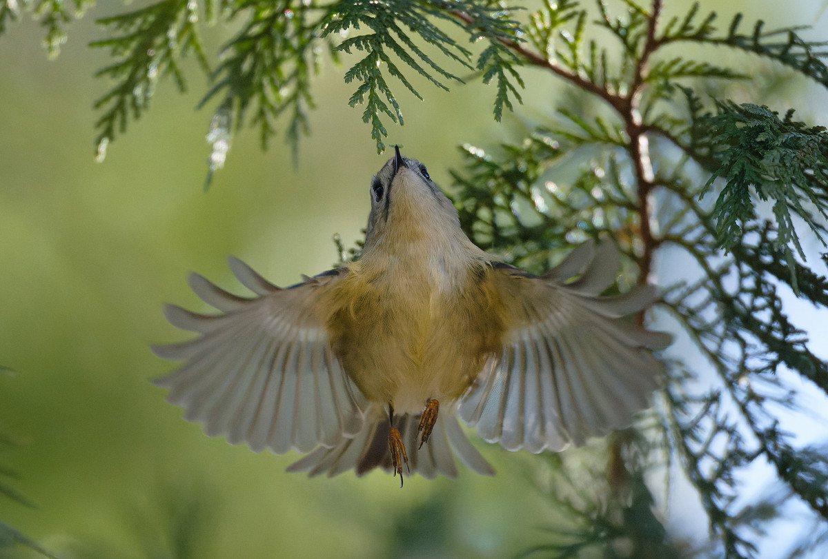 �T���l�C��08