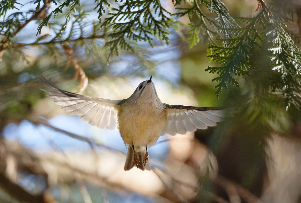 �T���l�C��10