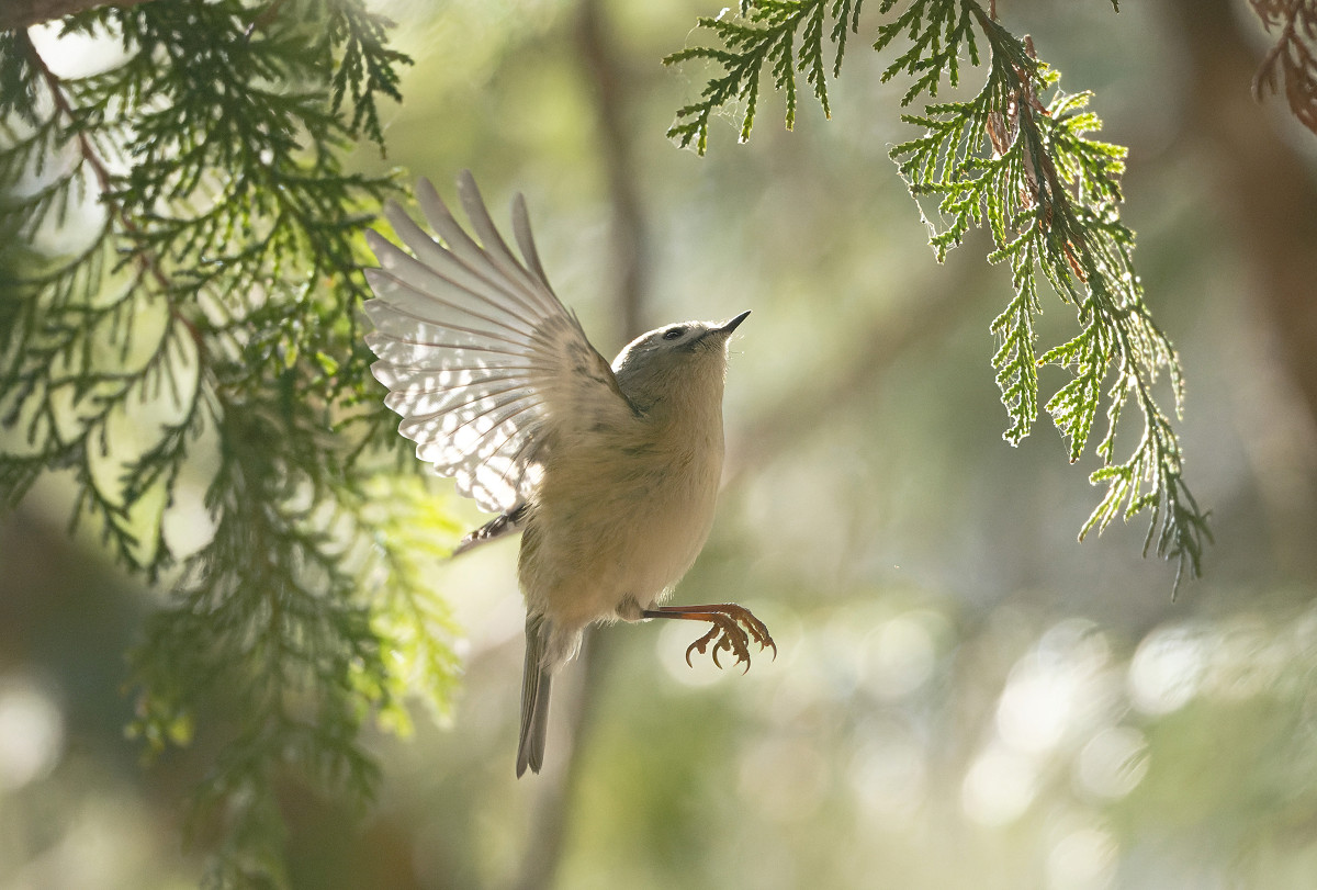 �T���l�C��11