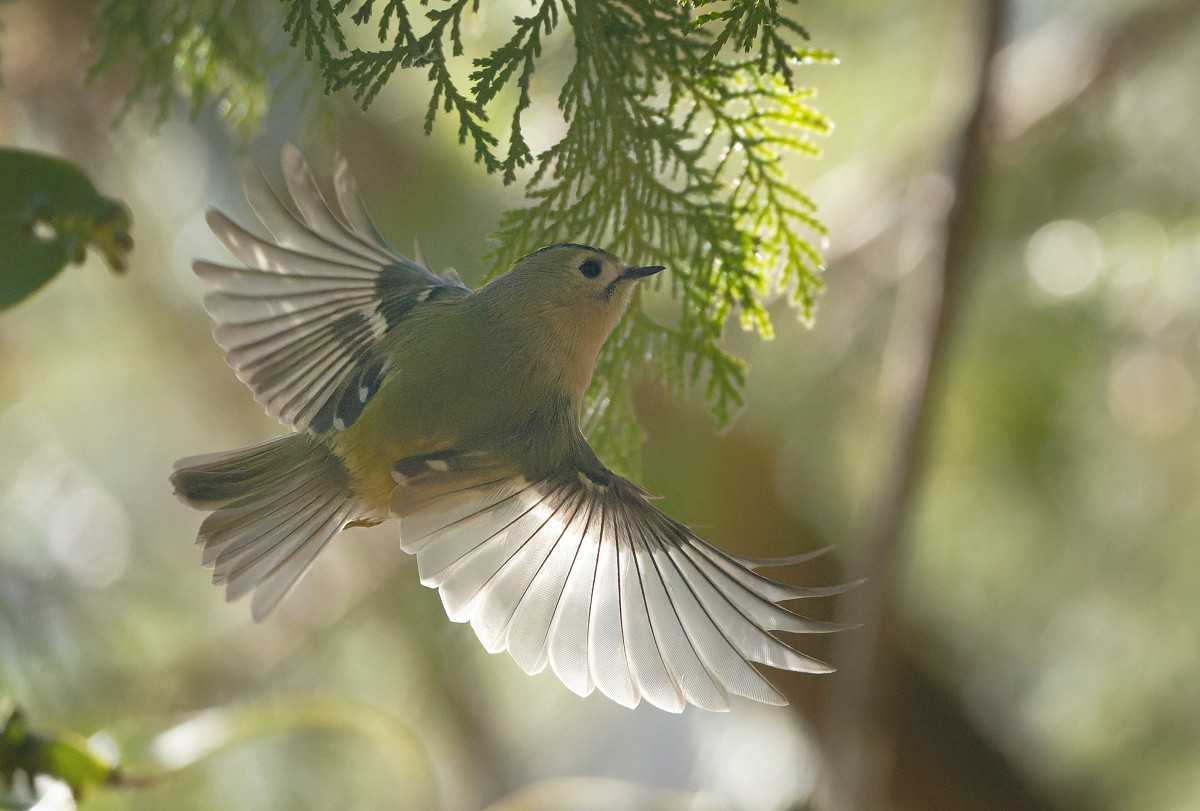 �T���l�C��13