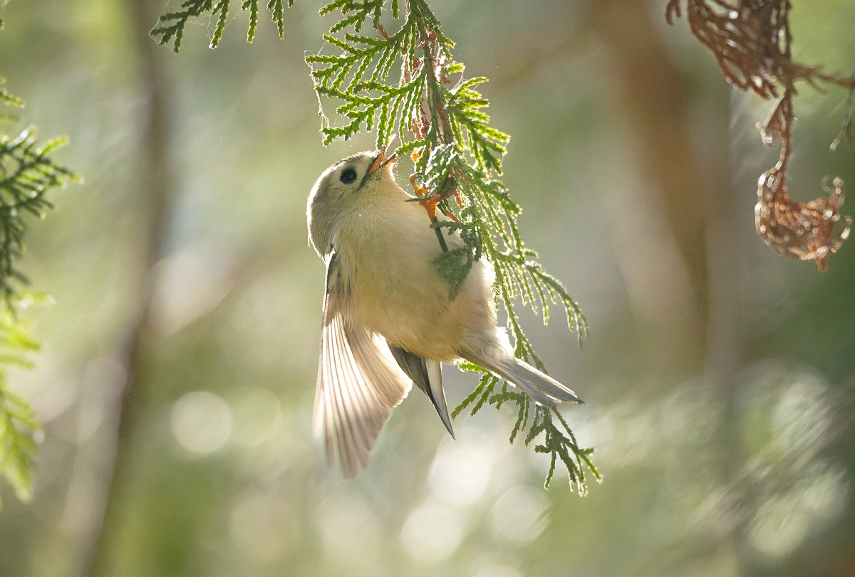 �T���l�C��14