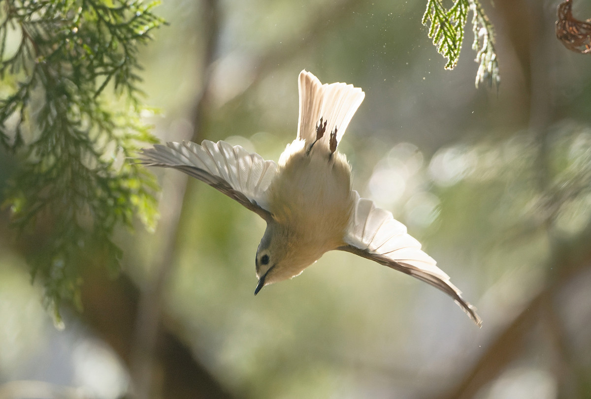 �T���l�C��15