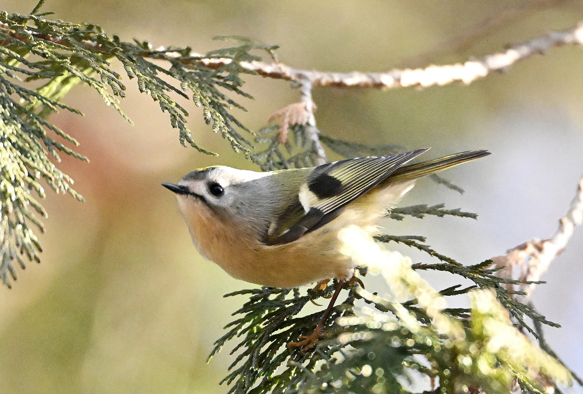 �T���l�C��16