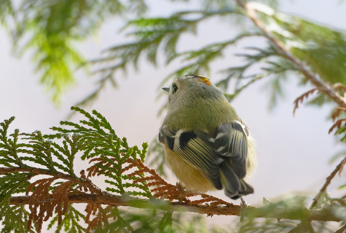 �T���l�C��17