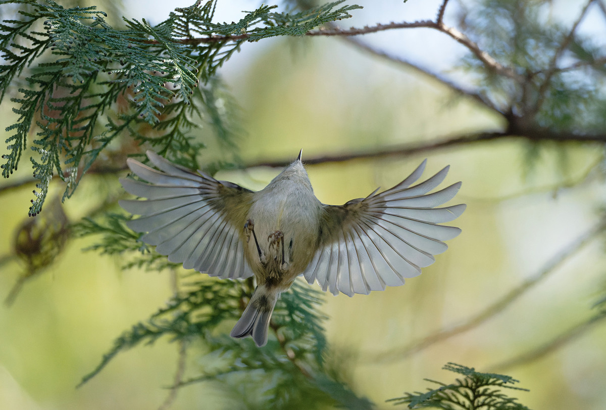 �T���l�C��19