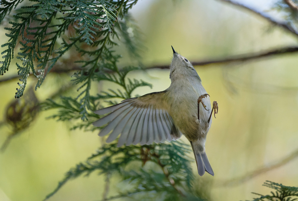 �T���l�C��20