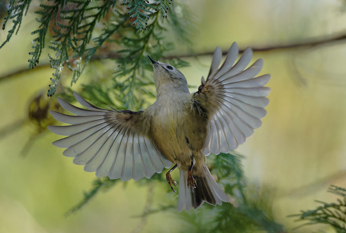 �T���l�C��22