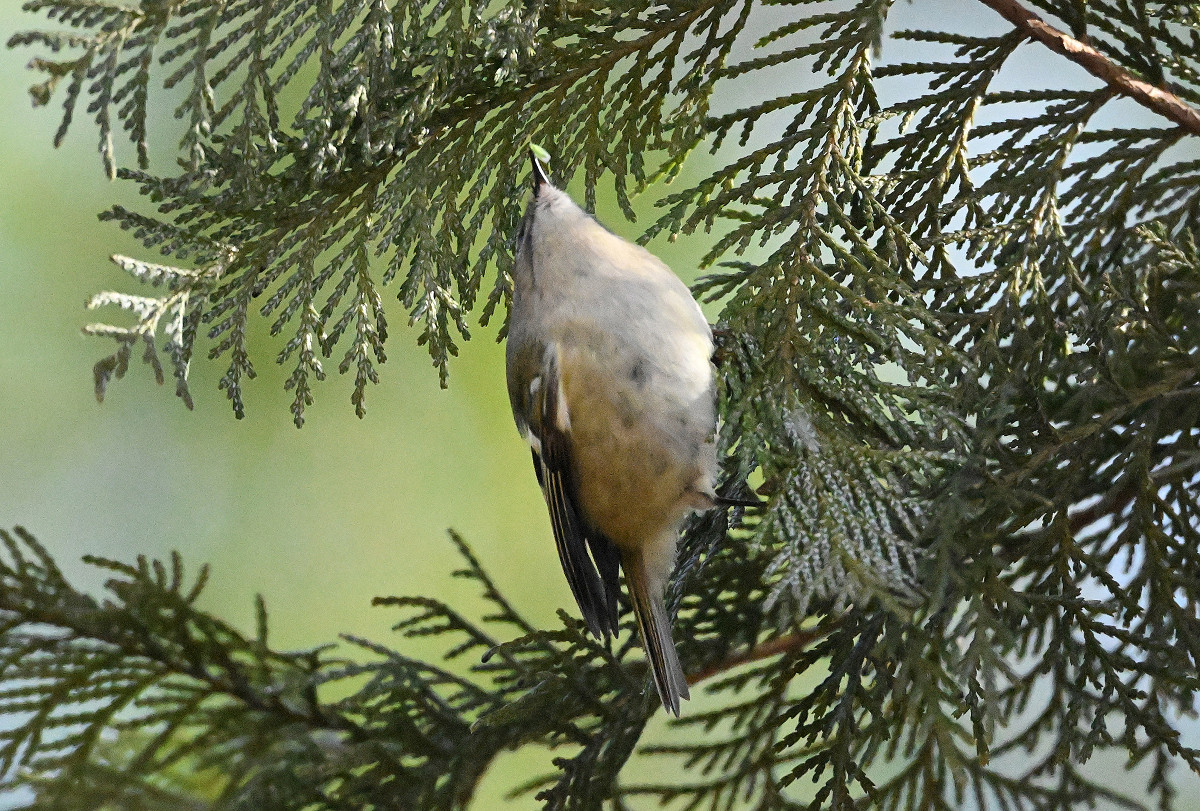 �T���l�C��23