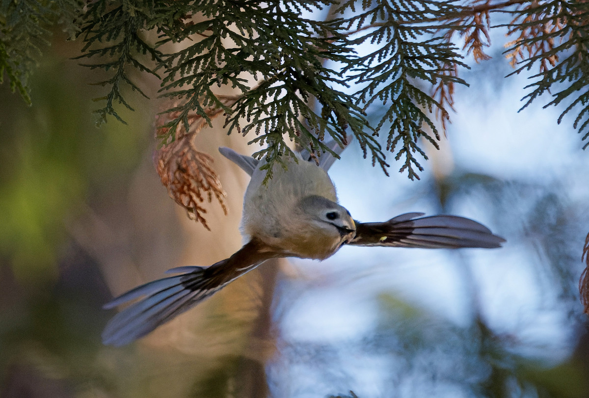 �T���l�C��24