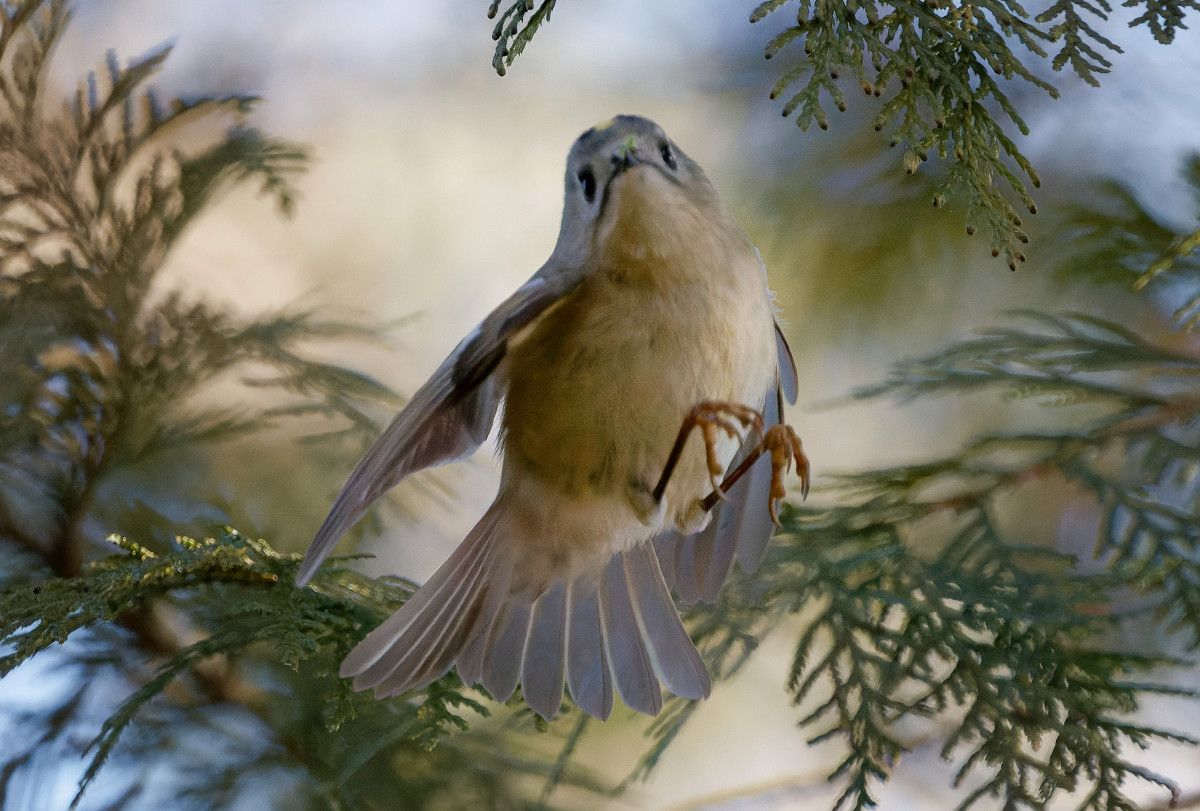 �T���l�C��25