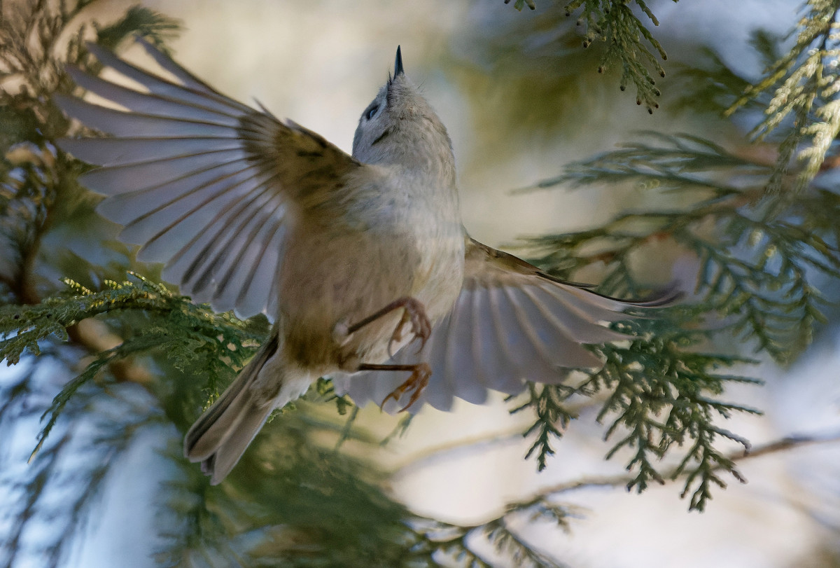 �T���l�C��26