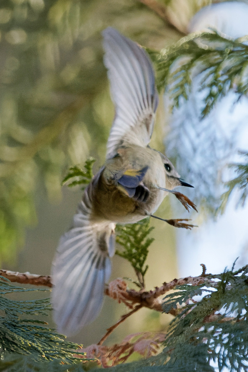 �T���l�C��28