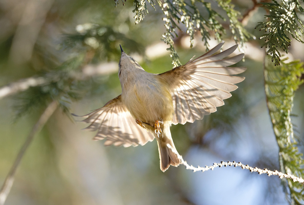 �T���l�C��29