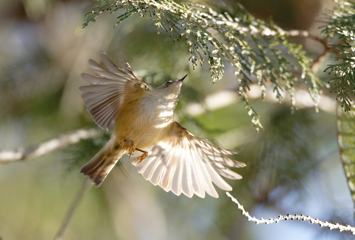 �T���l�C��30