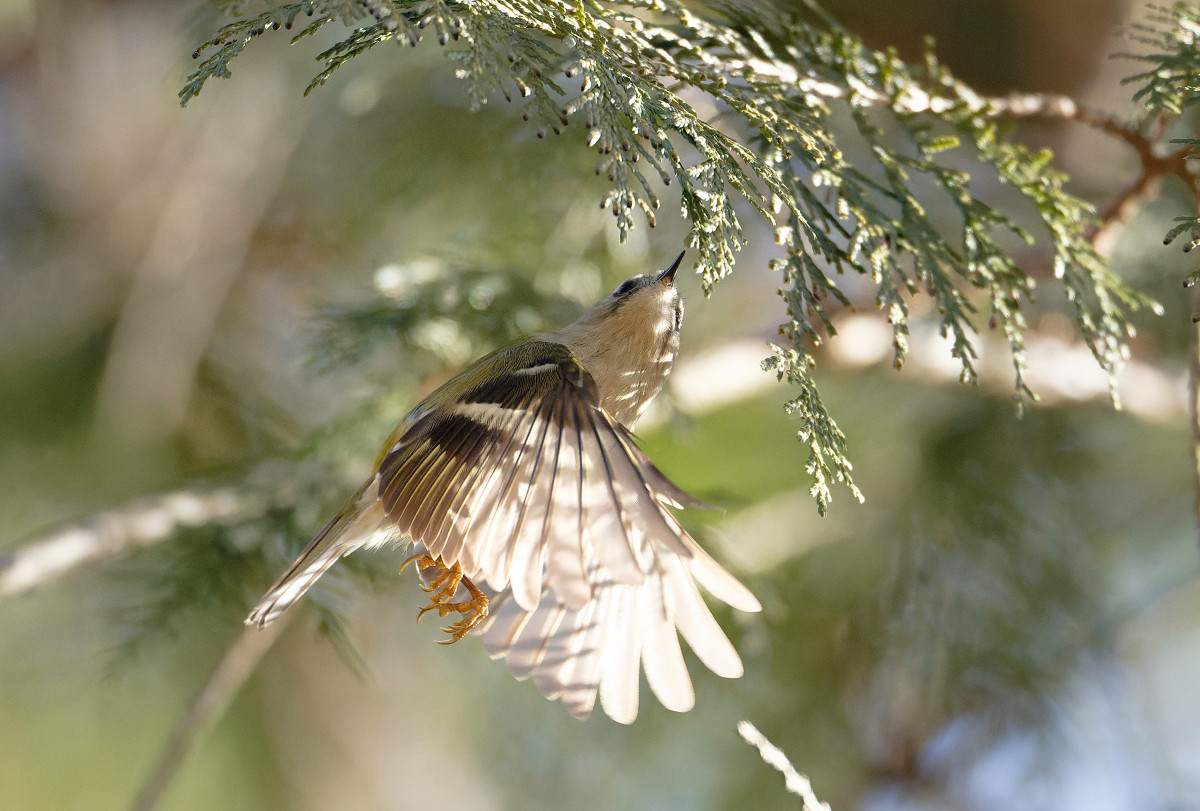 �T���l�C��31