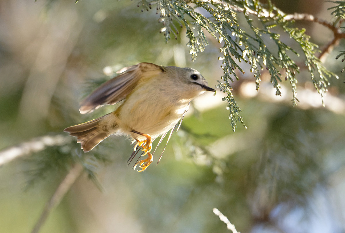 �T���l�C��32