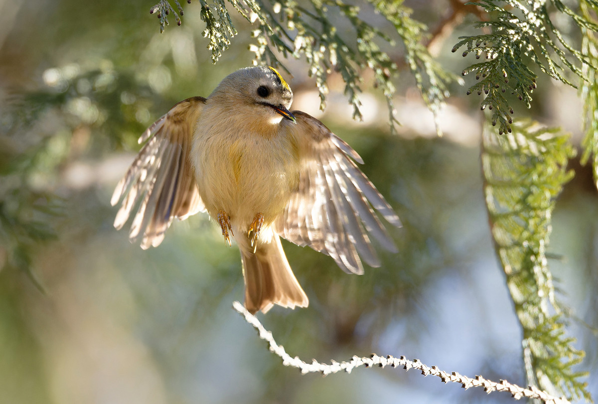 �T���l�C��33