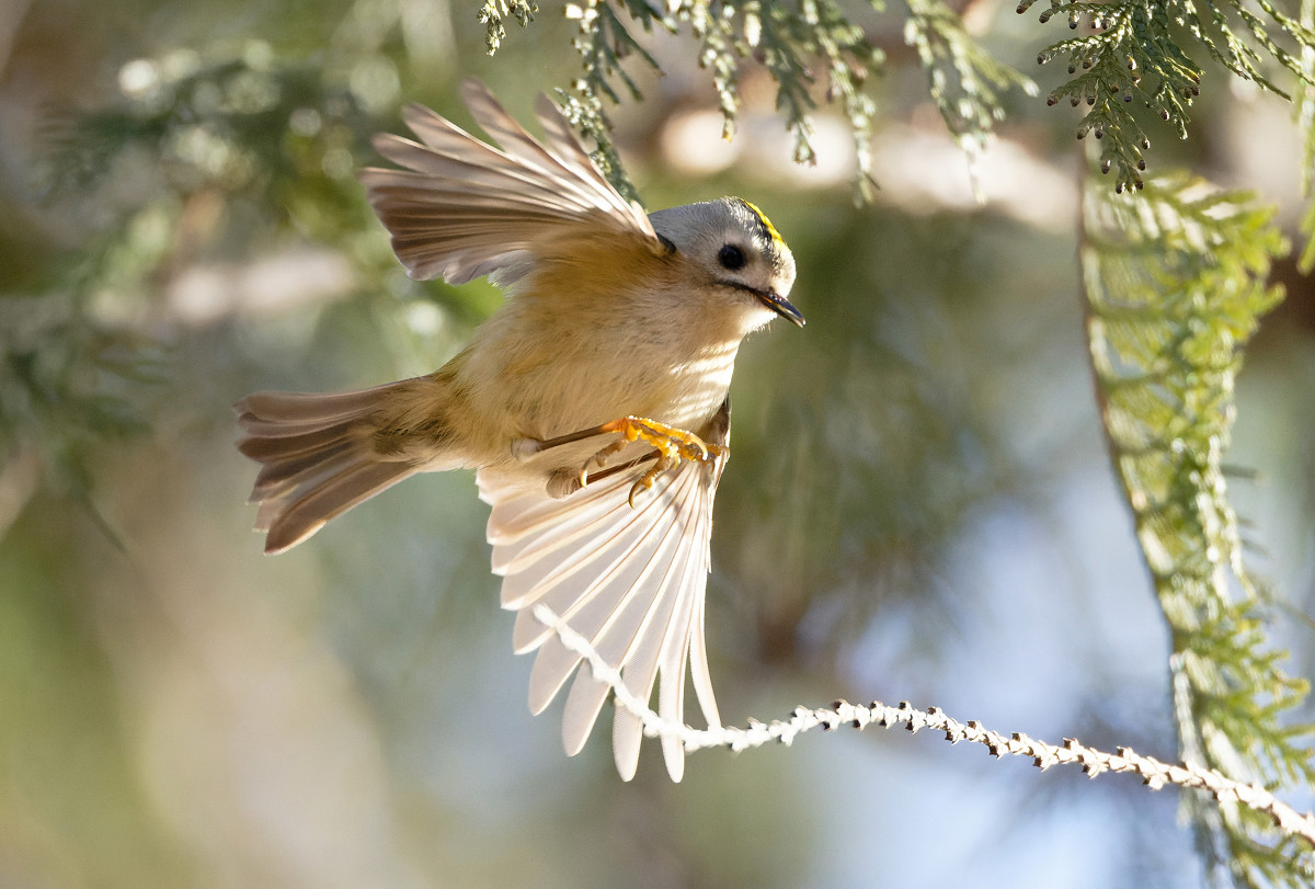 �T���l�C��34