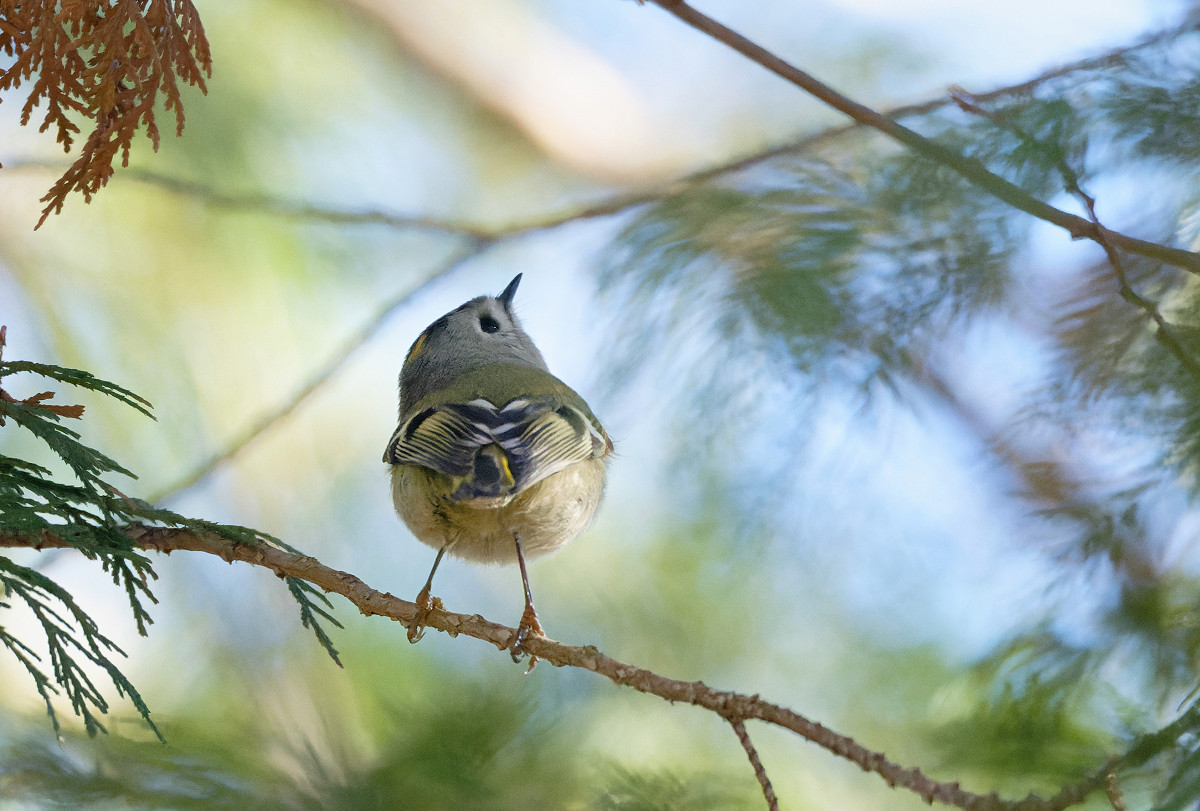 �T���l�C��35