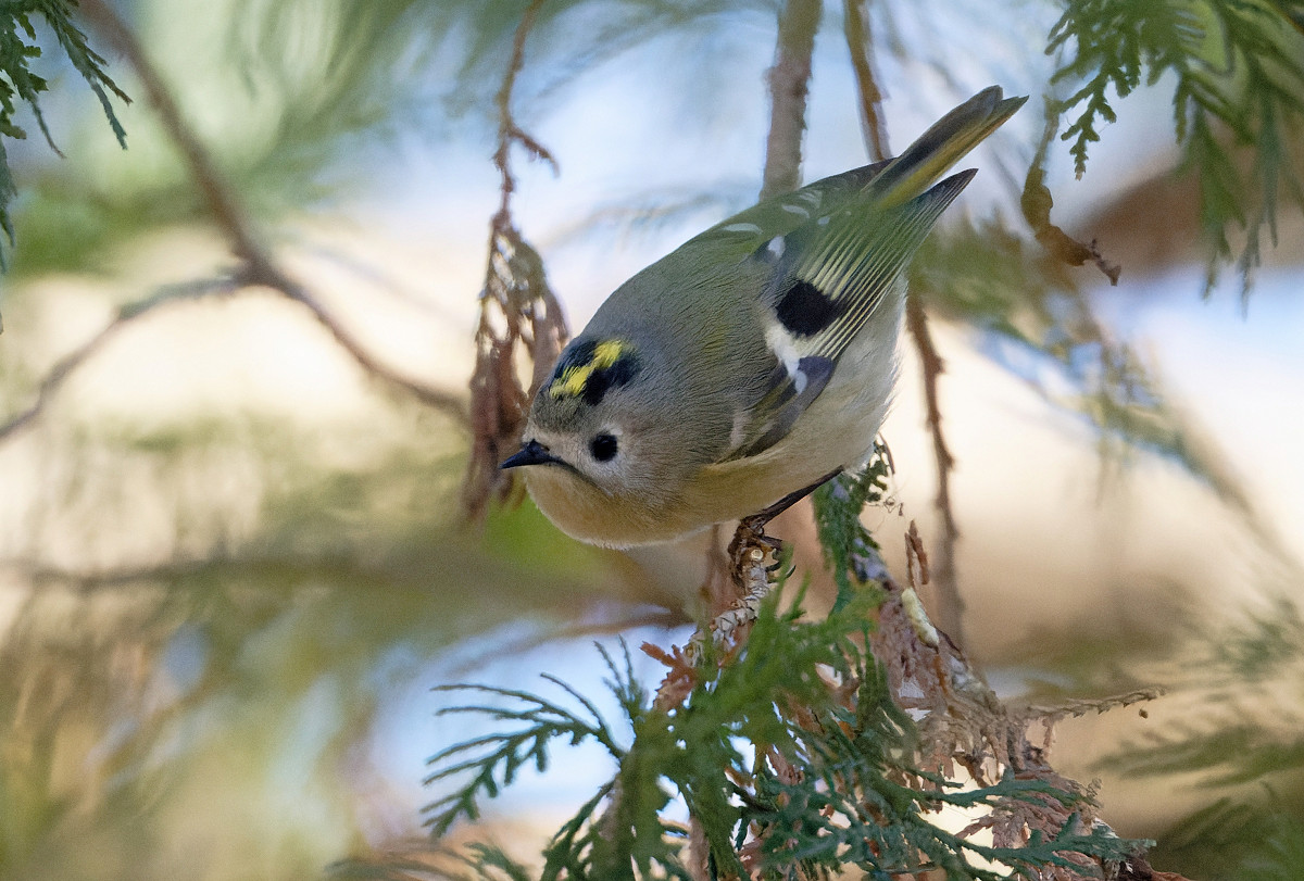 �T���l�C��36