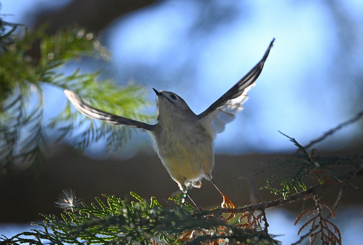 �T���l�C��37