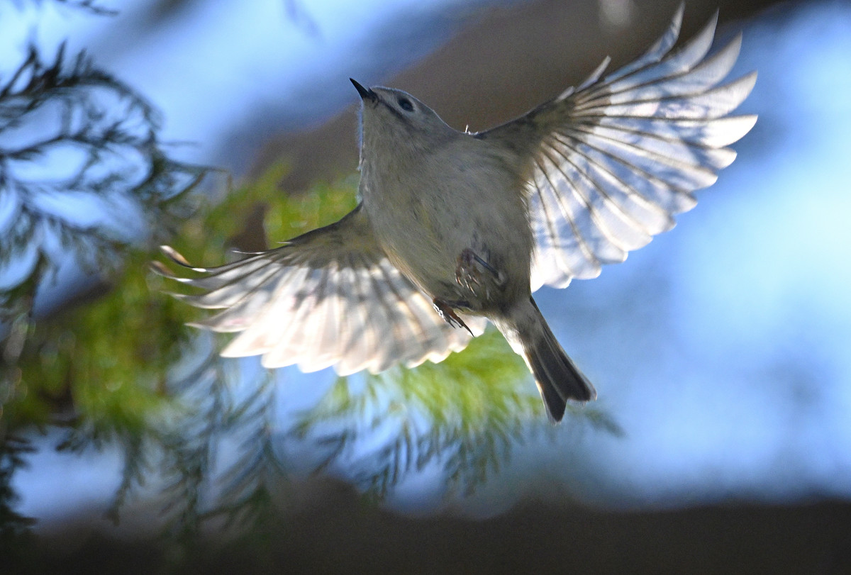 �T���l�C��38