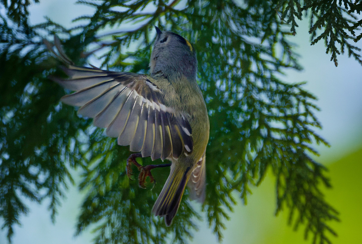 �T���l�C��39