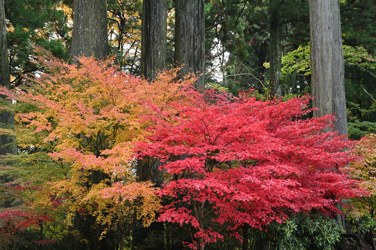 �T���l�C��05