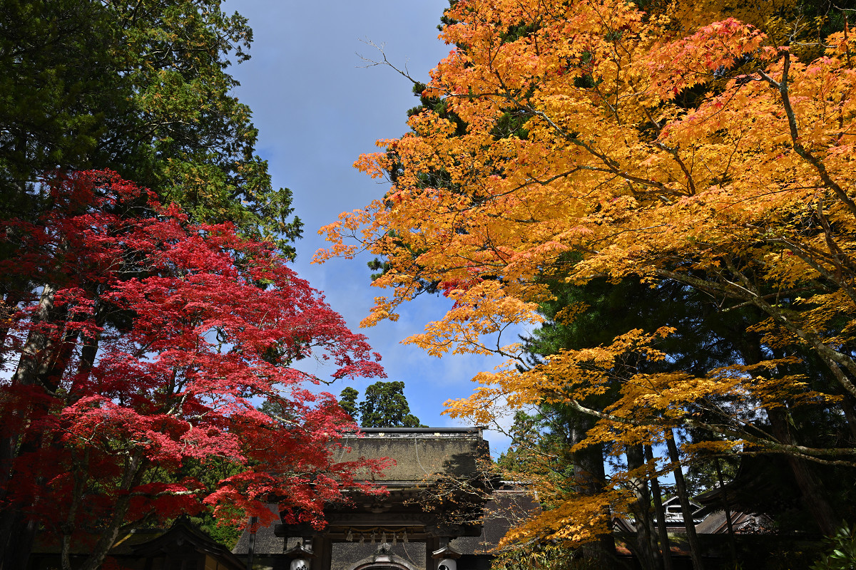 �T���l�C��06