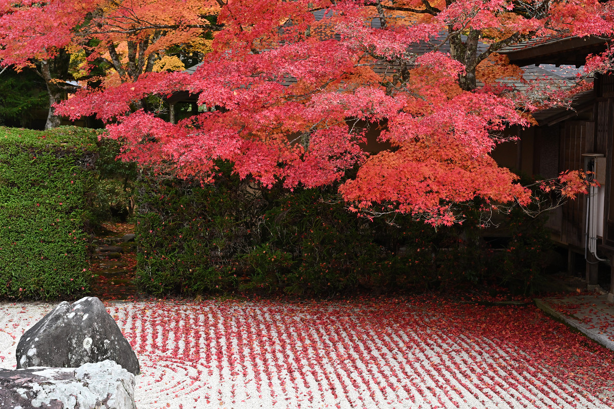 �T���l�C��12