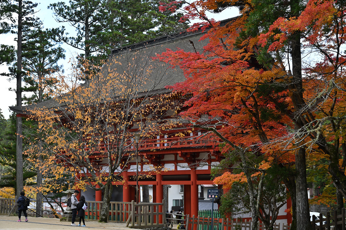 �T���l�C��16