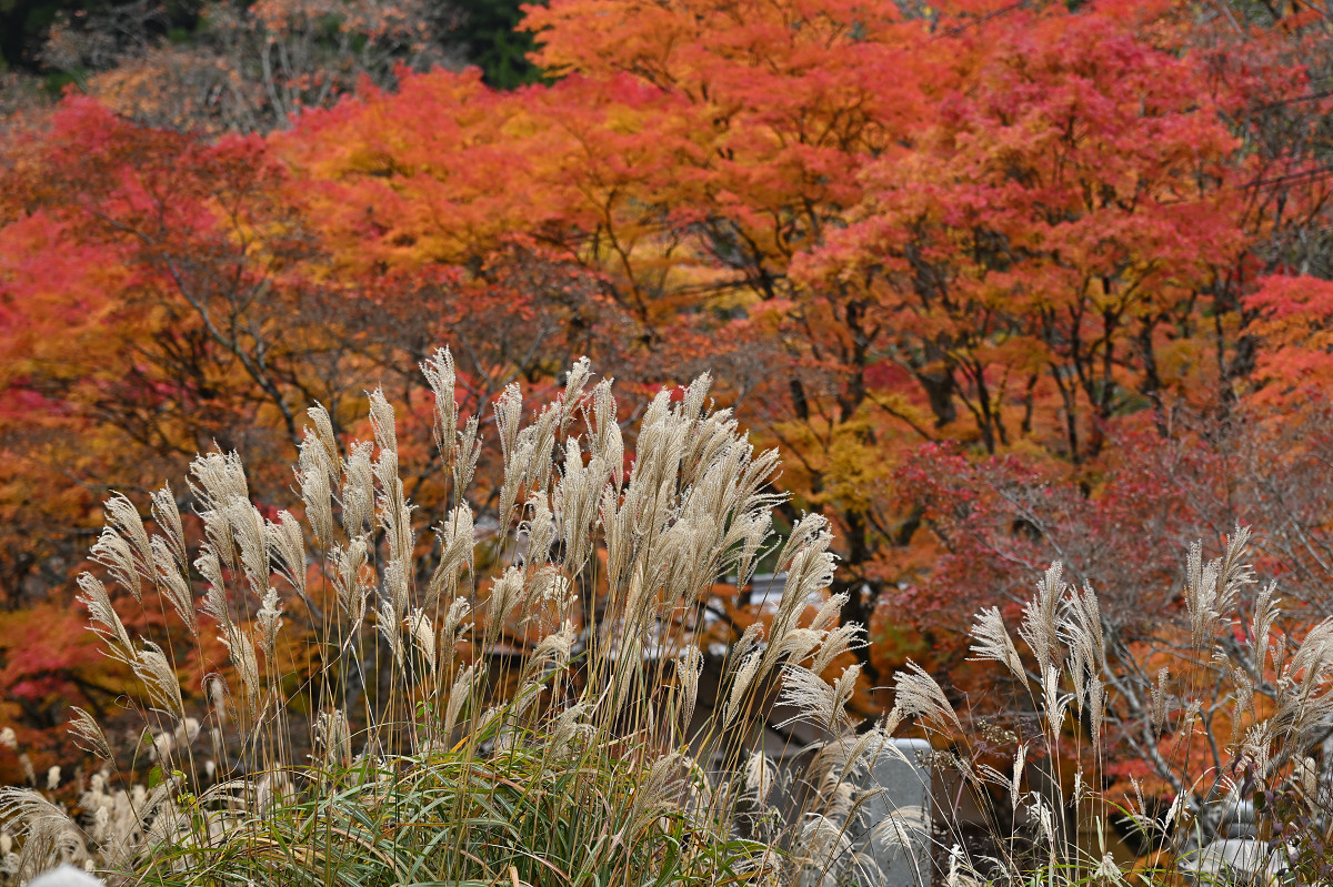 �T���l�C��24