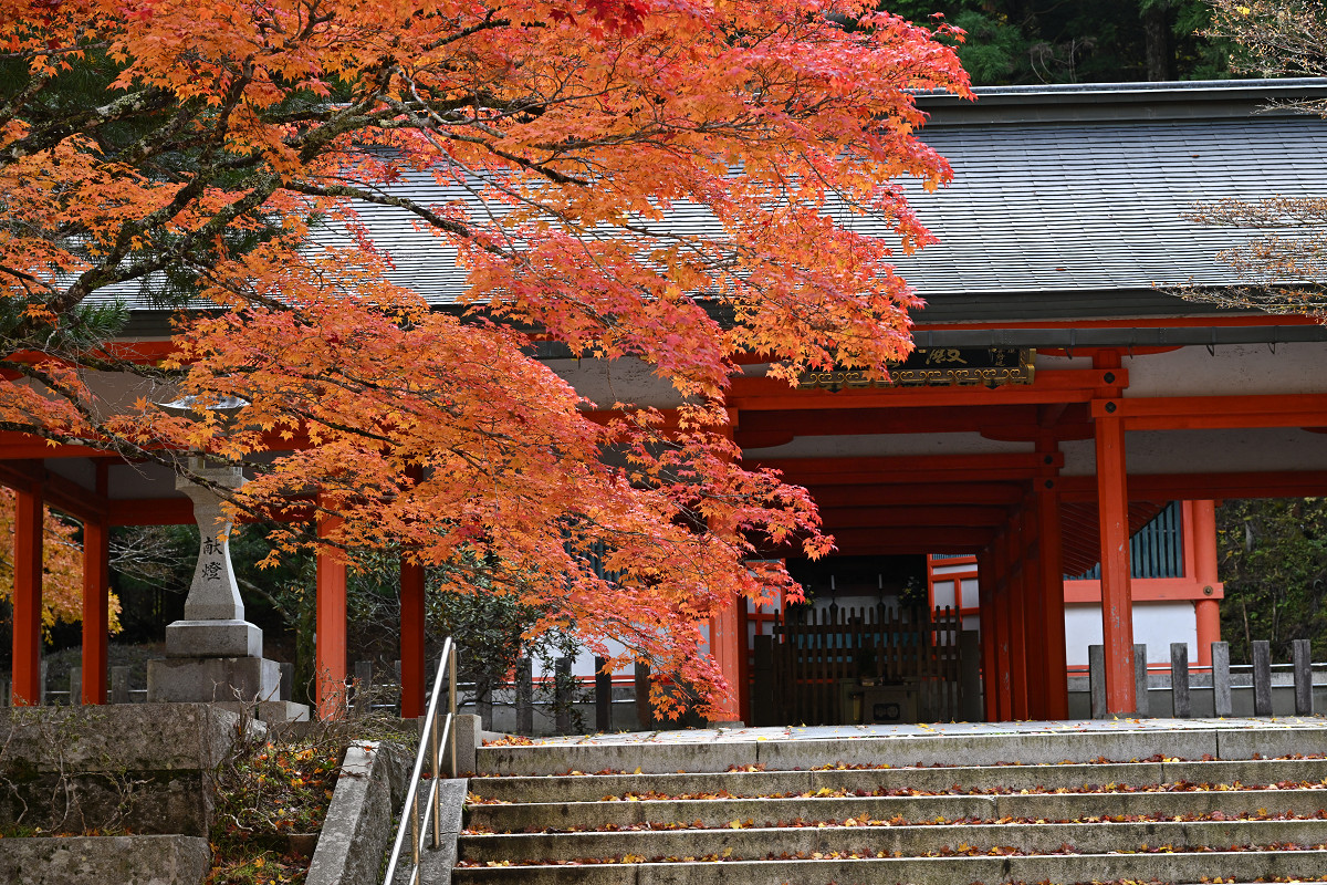 �T���l�C��29