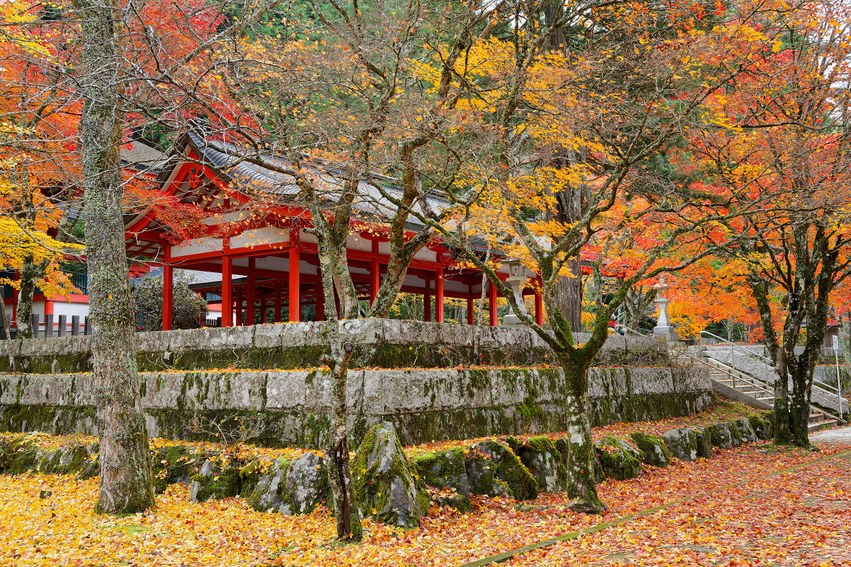 �T���l�C��30